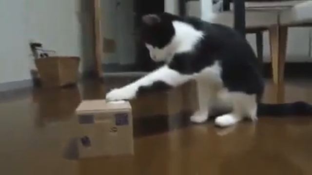 Прикольное видео с кошками смотреть онлайн