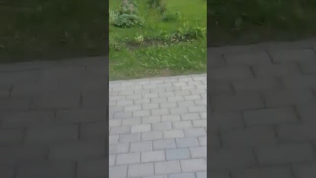 Лютики. смотреть онлайн