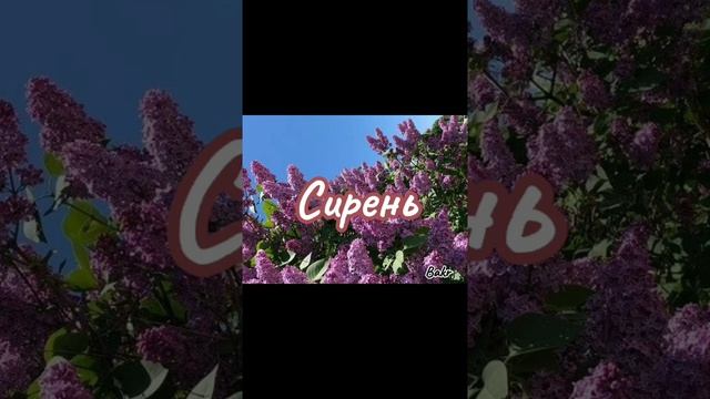 Bakr - Сирень смотреть онлайн