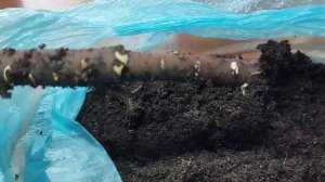 Результаты проращивания слепых корней пионов.