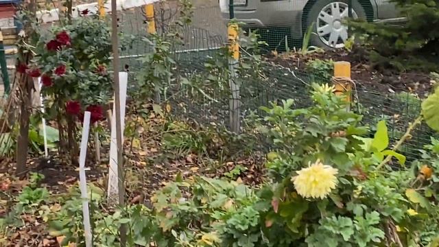 Делаю вареники из сырой картошки. Опять поликлиника. Купила обновки