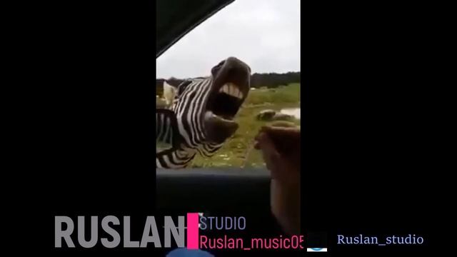 Ржач прикол смешное видео зебра певец прикол ZEBRA Зебра поет ZEBRA KUYLAYAPDI смотреть онлайн