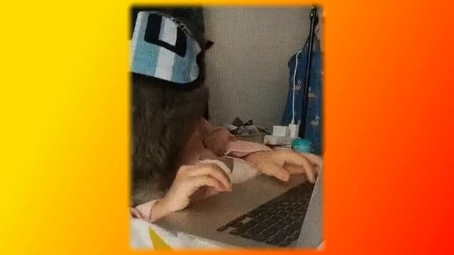 СМЕШНЫЕ КОТЫ. ПОЗИТИВ.Создай себе хорошее настроение смотреть онлайн