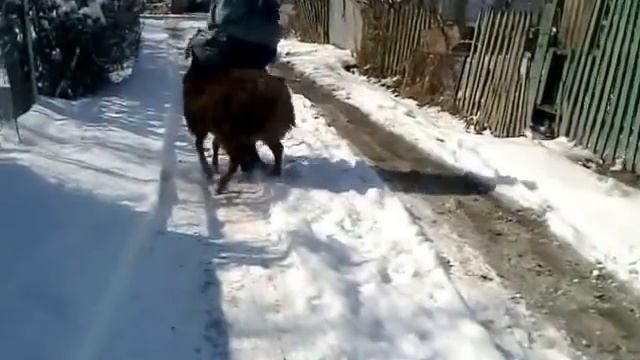 бешенный баран))) смотреть онлайн