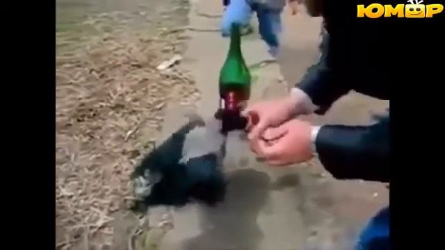 10 минут отборных приколов для взрослых мужиков COUB приколы за неделю 2017 142 смотреть онлайн