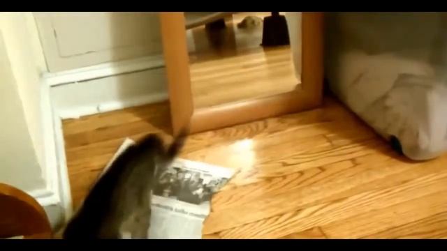 Смешные кошки Новая подборка N 2 HD смотреть онлайн