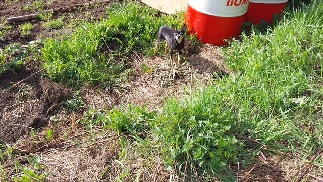 Цветет черемуха и миндальное дерево! смотреть онлайн