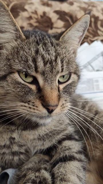 Мурёна - кошка мышеловка 🐈 смотреть онлайн