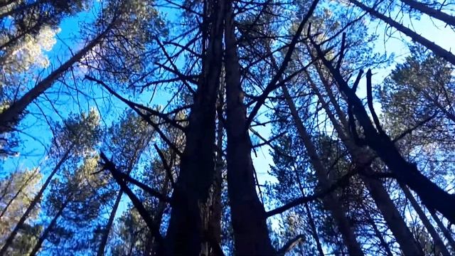 Необычное дерево смотреть онлайн