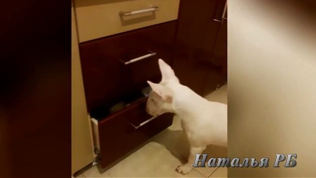 Приколы с котами.Смешные коты. Подборка забавных котов. смотреть онлайн