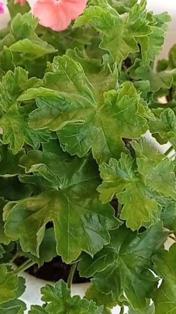 Не торопится цвести осенний черенок сорта Пеларгония смотреть онлайн