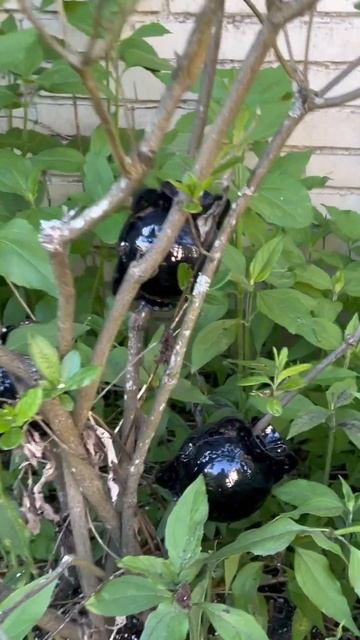 Укоренитесь для растений!!! #сад #садовод #рододендрон # смотреть онлайн