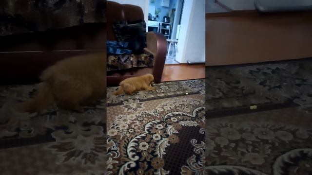 Абрикосу уже 5 месяцев,