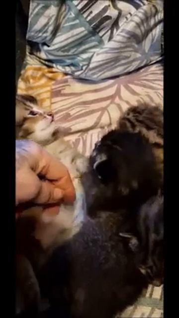 РОДИЛИСЬ ГИБРИДЫ АМУРКЕТ #cat #animals #kitten смотреть онлайн