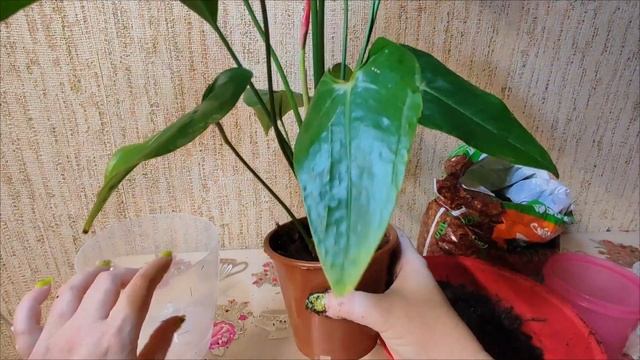 Пересадка антуриума Дакота смотреть онлайн