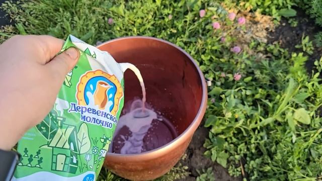 1 СТАКАН — и огурцы/томаты/перец растут как сумасшедшие! Даже слабые кусты оживут! смотреть онлайн