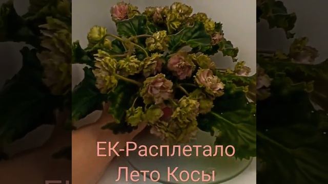 ЕК-Расплетало Лето Косы (Е.В. Коршунова) 2018 г.