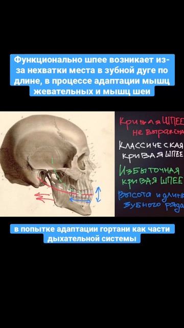 Мозг контролирует постоянство просвета дыхательных путей #subscribe #shorts #внчс