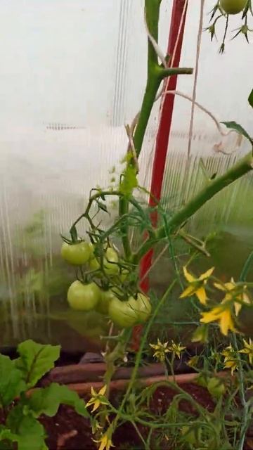 Помидоры / Парник / Лето 2022 / Июль смотреть онлайн