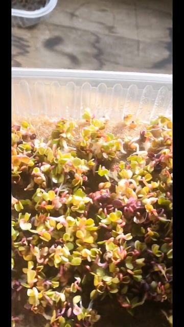 выращивать микрозелень трудно?#shorts #микрозелень #семе? смотреть онлайн