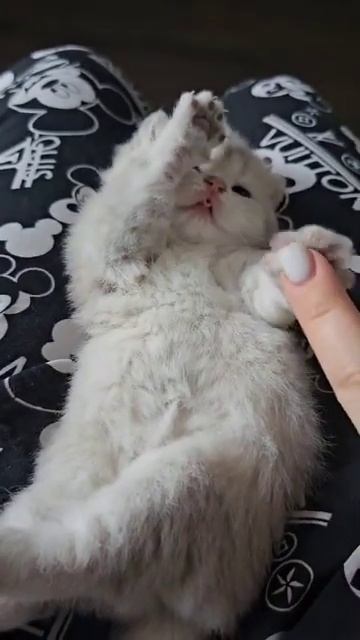 котенок цвет голубое золото #популярное #реки #подпишись #котята #кошки #топ #ржака смотреть онлайн
