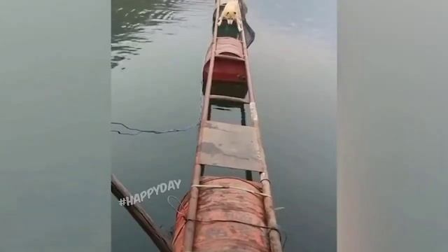 Приколы про животных 3 часть. смотреть онлайн