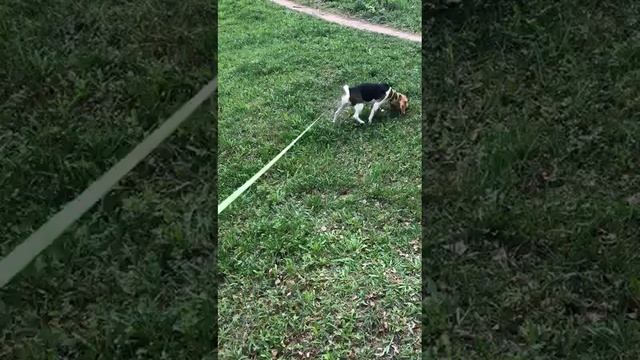 Кэнди гуляет 2019