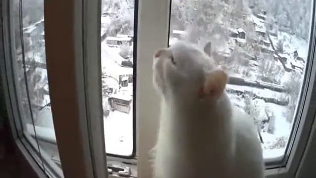 Смотреть видео приколы с котами 72 смотреть онлайн