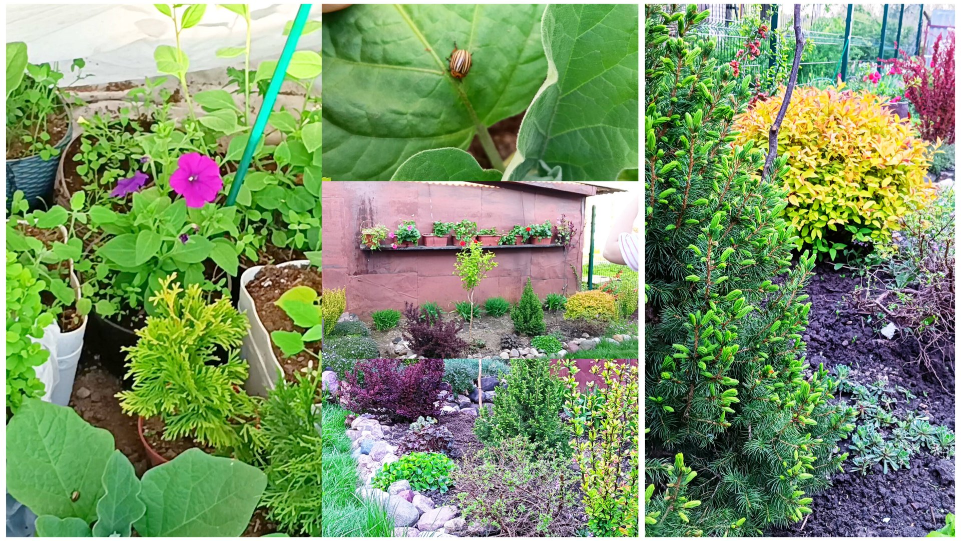 Вынесла пеларгонии на улицу. Неудачная пересадка кустарника.Разборки в теплице. Вредители атакуют. смотреть онлайн