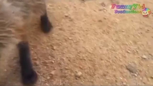 ПРИКОЛЬНЫЕ РОЛИКИ 2016 смотреть онлайн