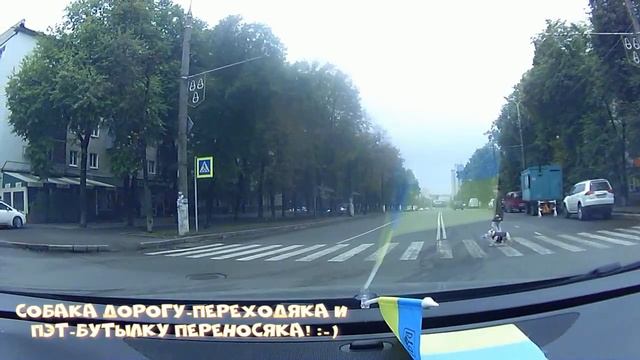 Собака дорогу-переходяка и пэт-бутылку переносяка! :-) смотреть онлайн