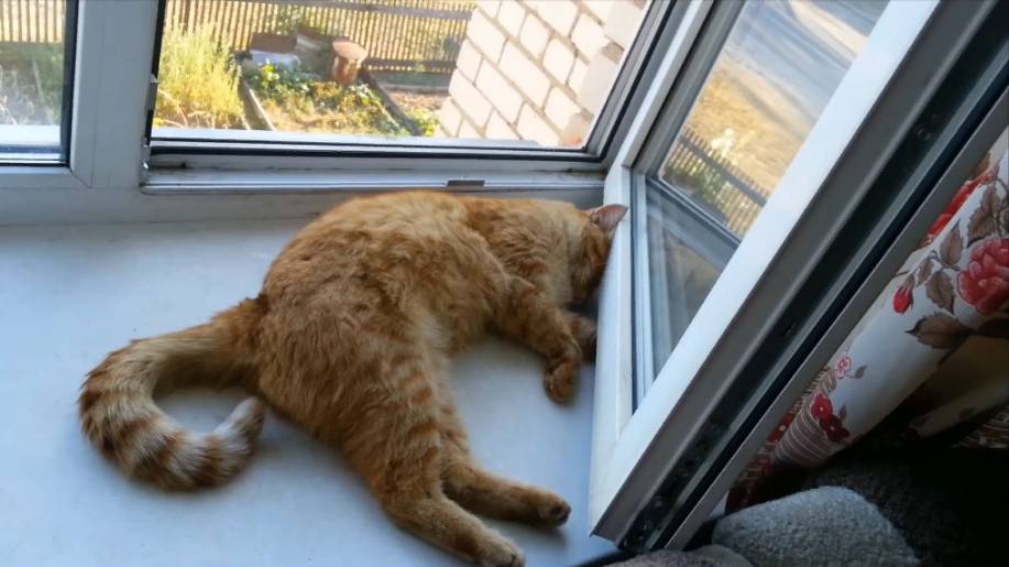 Котя на окне. Часть 2 смотреть онлайн