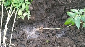 КАК ПОСАДИТЬ ПЕРЕРОСШИЕ ПОМИДОРЫ? САЖАЕМ ЛЁЖА