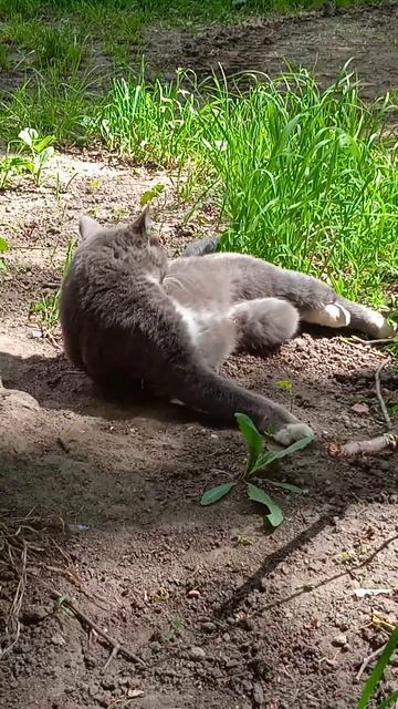 ищу дом для чудесного кота, который живет у нас в подва смотреть онлайн