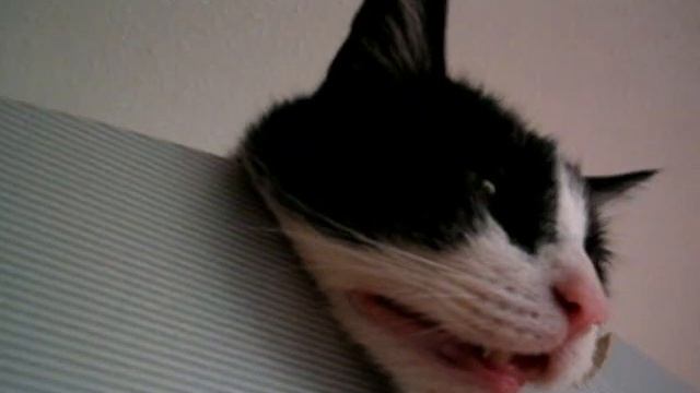 Прикольный спящий кот ☼ смотреть онлайн