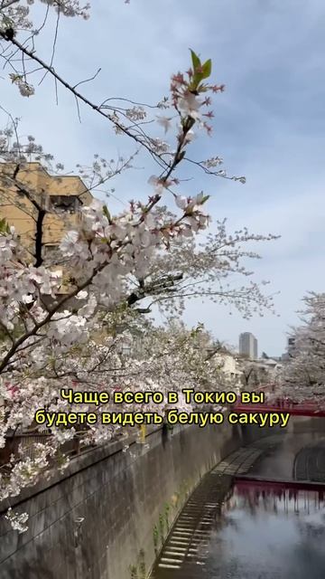Почему японская сакура ТАКАЯ УНИКАЛЬНАЯ ? 🌸🤯 #япония смотреть онлайн