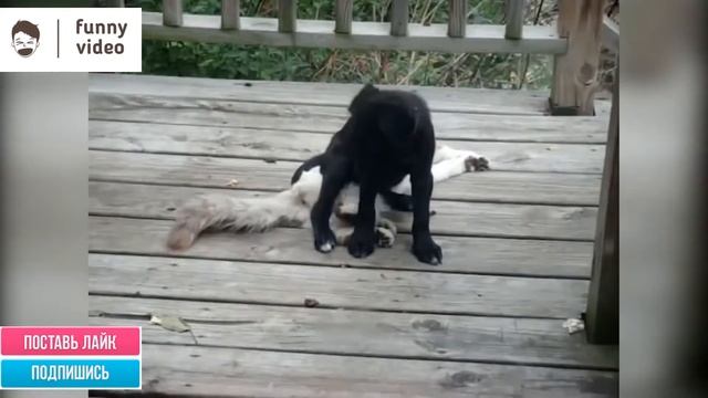 Самые смешные коты и кошки. Funny Video 06/2020 смотреть онлайн