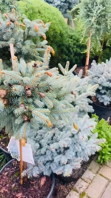 Херман Нау , Ель колючая. смотреть онлайн