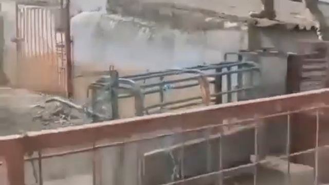 Дразнит дикого кабана. Приколы с животными до слез!!!!!!!!!!!!!! смотреть онлайн