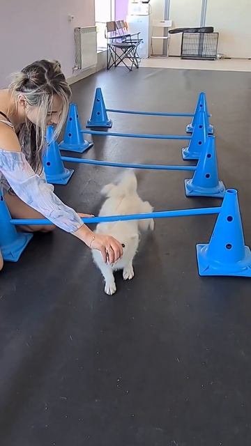 японский шпиц  продаётся девочка #японскийшпиц #щенкишпица #щенкишпица