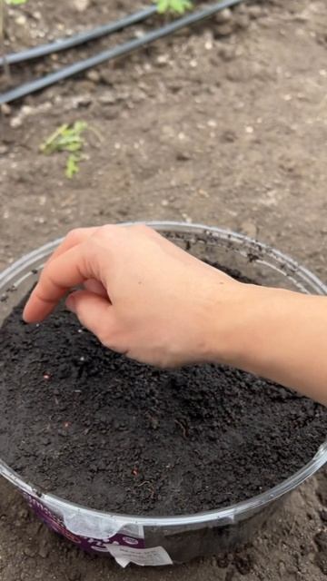 Посадка черри 🍅 смотреть онлайн