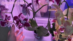 Новые орхидеи: обзор • обработка Батрайдером • Парфю?