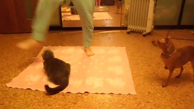 кошка попрыгушка)))) смотреть онлайн