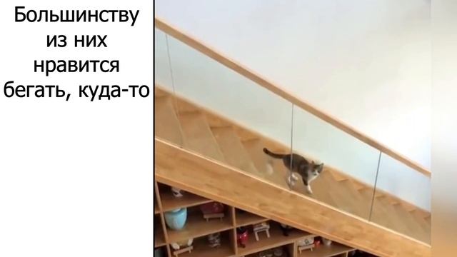 Коты-хулиганы, как с ними бороться #смешные #кошки #смешныекошки #коты #юмор смотреть онлайн
