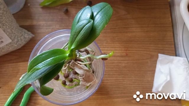 18.03.2025.ПЕРЕСАДКА ОРХИДЕИ,,ЛАКИ СТАР,, 👍🌱🙏