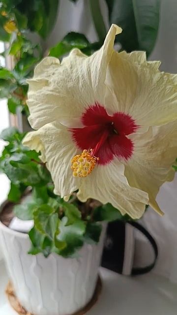 очень красивый и неприхотливый смотреть онлайн