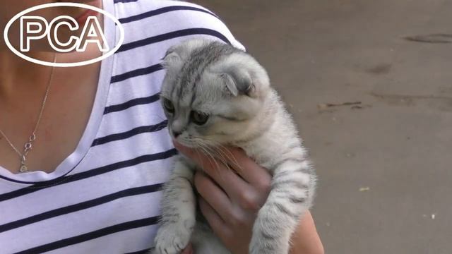 Клип №0689 - выставка кошек PCA online смотреть онлайн