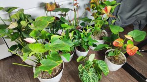 Антуриум сроду так не цвел! Простой способ заставить цвести даже чахлый антуриум.