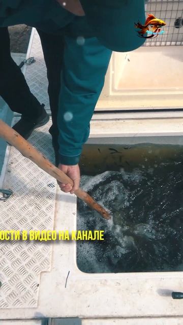 Рыбалка Зарыбление Озеру Большой Кременкуль Большого смотреть онлайн