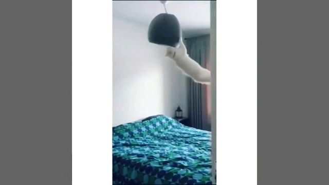 funny cats🐈💕🌼самые смешные и милые котики 🥰приколы с животными смотреть онлайн